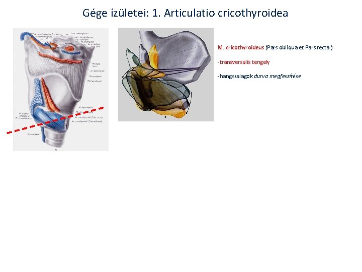 Gége ízületei: 1. Articulatio cricothyroidea M. cricothyroideus (Pars obliqua et Pars recta ) -transversalis Gége ízületei: 1. Articulatio cricothyroidea M. cricothyroideus (Pars obliqua et Pars recta ) -transversalis