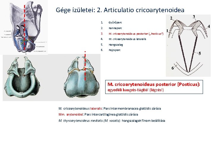 Gége ízületei: 2. Articulatio cricoarytenoidea Sobotta 1. Gyűrűporc 2. Kannaporc 3. M. cricoarytenoideus posterior Gége ízületei: 2. Articulatio cricoarytenoidea Sobotta 1. Gyűrűporc 2. Kannaporc 3. M. cricoarytenoideus posterior