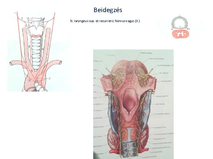 Beidegzés N. laryngeus sup. et recurrens: Nervus vagus (X. ) Beidegzés N. laryngeus sup. et recurrens: Nervus vagus (X. )