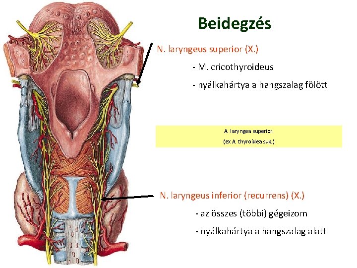 Beidegzés N. laryngeus superior (X. ) - M. cricothyroideus - nyálkahártya a hangszalag fölött Beidegzés N. laryngeus superior (X. ) - M. cricothyroideus - nyálkahártya a hangszalag fölött