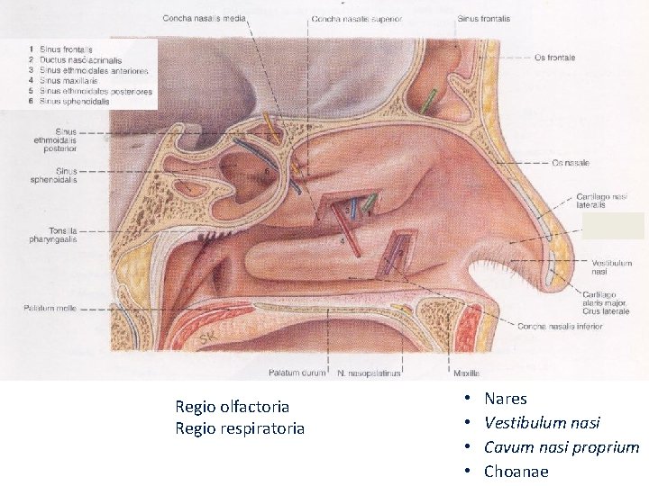 Regio olfactoria Regio respiratoria • • Nares Vestibulum nasi Cavum nasi proprium Choanae Regio olfactoria Regio respiratoria • • Nares Vestibulum nasi Cavum nasi proprium Choanae