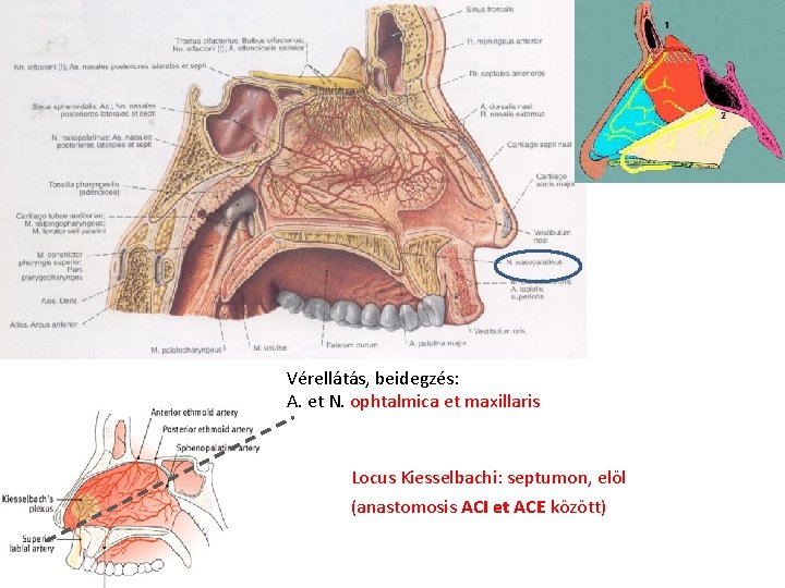 Vérellátás, beidegzés: A. et N. ophtalmica et maxillaris Locus Kiesselbachi: septumon, elöl (anastomosis ACI Vérellátás, beidegzés: A. et N. ophtalmica et maxillaris Locus Kiesselbachi: septumon, elöl (anastomosis ACI