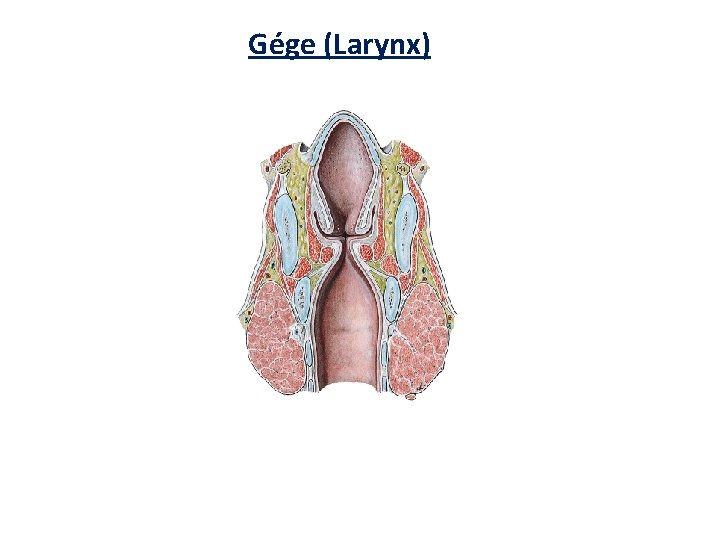 Gége (Larynx) Gége (Larynx)