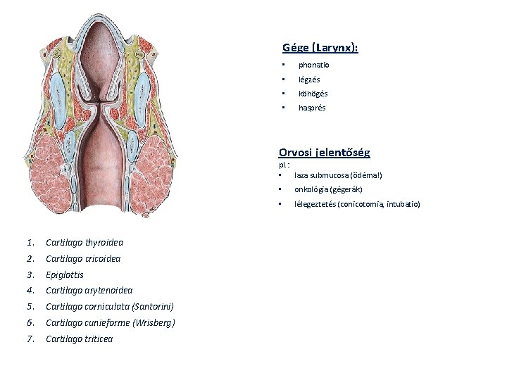 Gége (Larynx): • phonatio • légzés • köhögés • hasprés Orvosi jelentőség pl. : Gége (Larynx): • phonatio • légzés • köhögés • hasprés Orvosi jelentőség pl. :