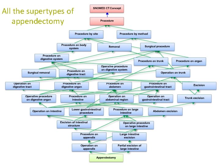 All the supertypes of appendectomy All the supertypes of appendectomy