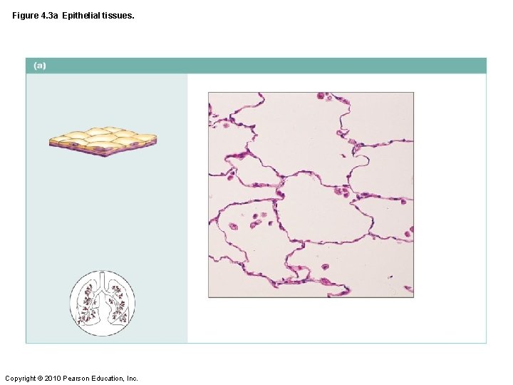 Figure 4. 3 a Epithelial tissues. Copyright © 2010 Pearson Education, Inc. 