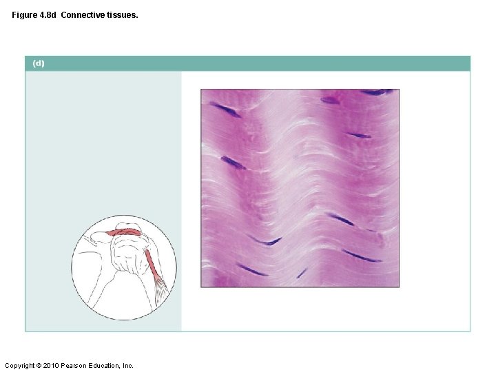 Figure 4. 8 d Connective tissues. Copyright © 2010 Pearson Education, Inc. 