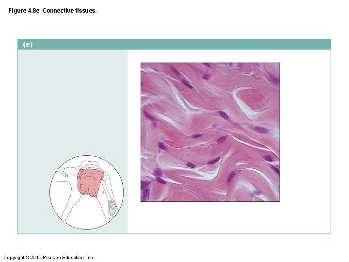 Figure 4. 8 e Connective tissues. Copyright © 2010 Pearson Education, Inc. 