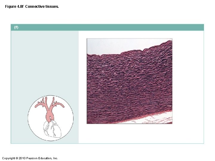 Figure 4. 8 f Connective tissues. Copyright © 2010 Pearson Education, Inc. 