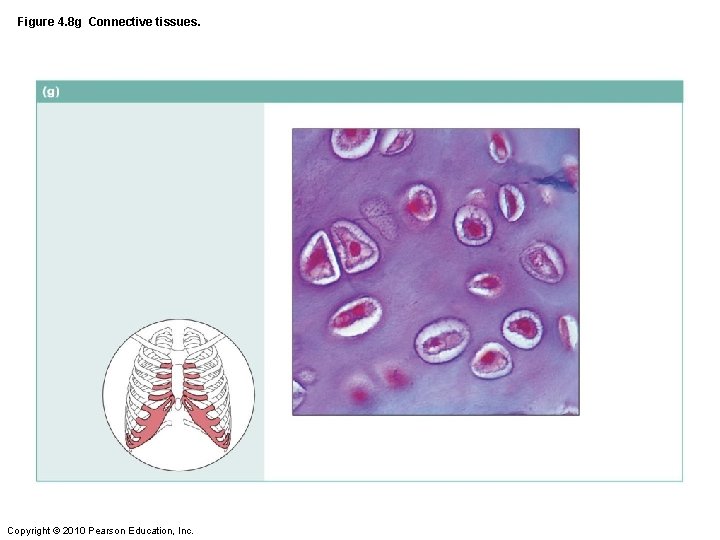 Figure 4. 8 g Connective tissues. Copyright © 2010 Pearson Education, Inc. 