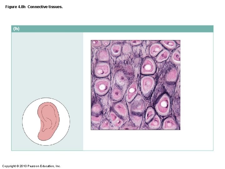 Figure 4. 8 h Connective tissues. Copyright © 2010 Pearson Education, Inc. 