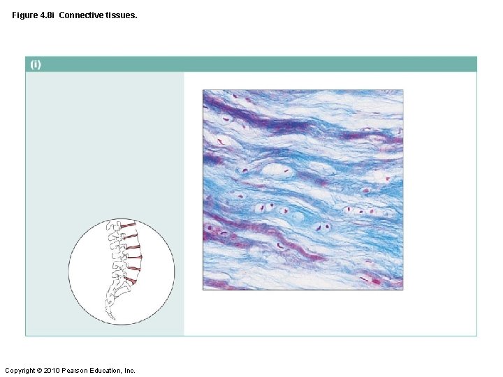 Figure 4. 8 i Connective tissues. Copyright © 2010 Pearson Education, Inc. 