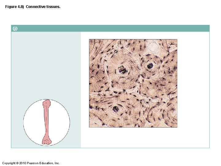 Figure 4. 8 j Connective tissues. Copyright © 2010 Pearson Education, Inc. 
