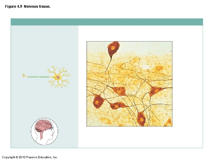 Figure 4. 9 Nervous tissue. Copyright © 2010 Pearson Education, Inc. 