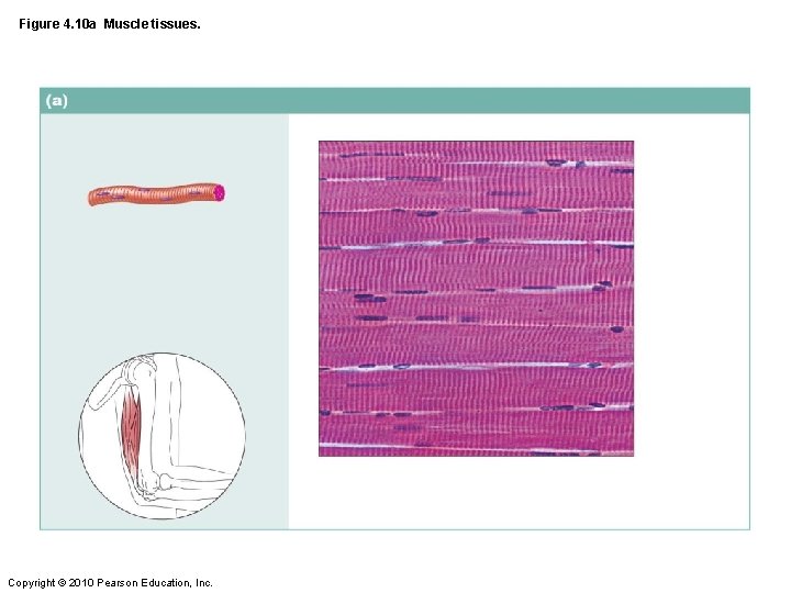 Figure 4. 10 a Muscle tissues. Copyright © 2010 Pearson Education, Inc. 