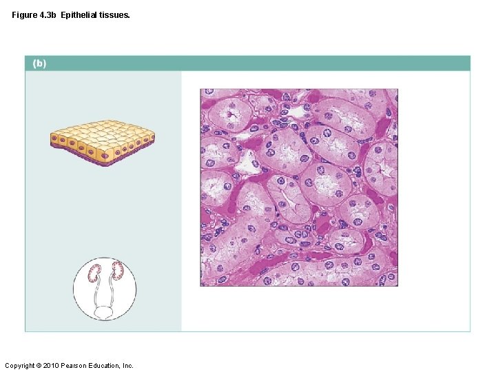 Figure 4. 3 b Epithelial tissues. Copyright © 2010 Pearson Education, Inc. 