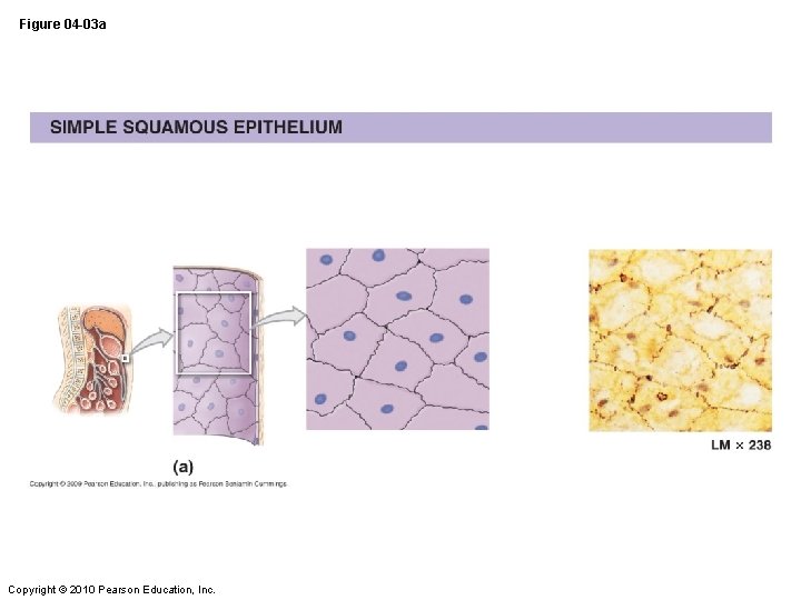 Figure 04 -03 a Copyright © 2010 Pearson Education, Inc. 