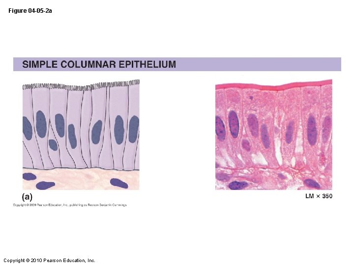 Figure 04 -05 -2 a Copyright © 2010 Pearson Education, Inc. 