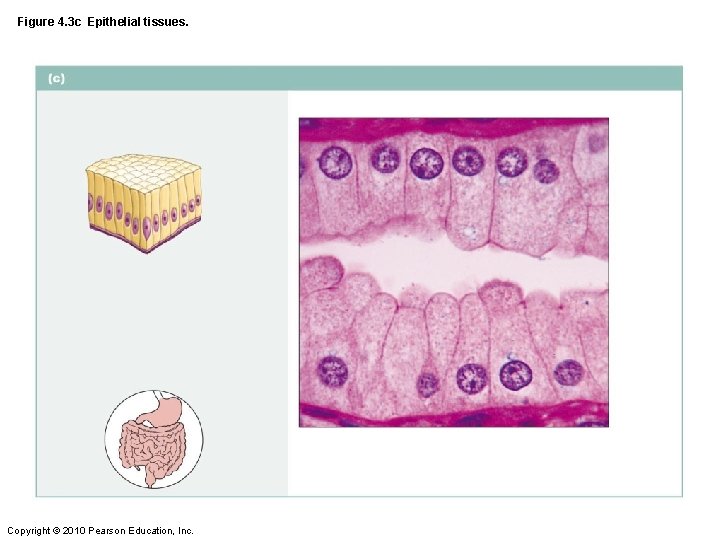 Figure 4. 3 c Epithelial tissues. Copyright © 2010 Pearson Education, Inc. 