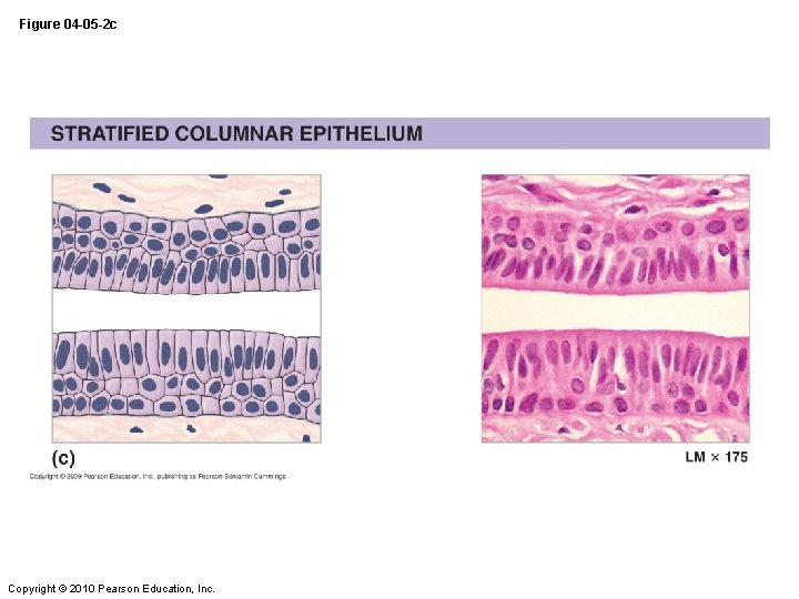 Figure 04 -05 -2 c Copyright © 2010 Pearson Education, Inc. 