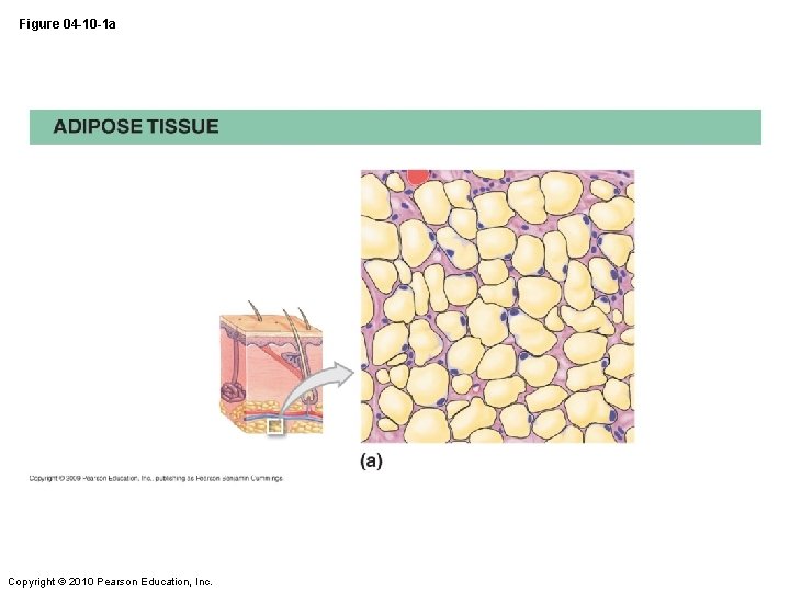 Figure 04 -10 -1 a Copyright © 2010 Pearson Education, Inc. 