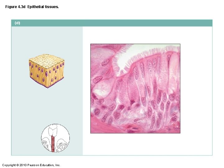 Figure 4. 3 d Epithelial tissues. Copyright © 2010 Pearson Education, Inc. 