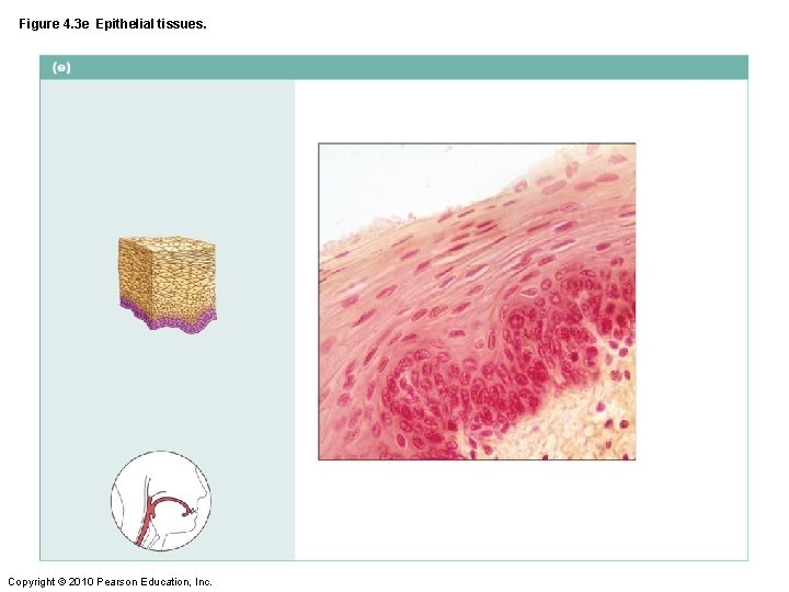 Figure 4. 3 e Epithelial tissues. Copyright © 2010 Pearson Education, Inc. 