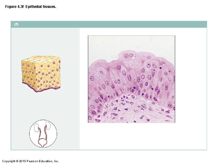 Figure 4. 3 f Epithelial tissues. Copyright © 2010 Pearson Education, Inc. 