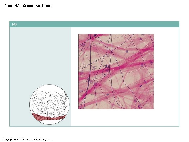 Figure 4. 8 a Connective tissues. Copyright © 2010 Pearson Education, Inc. 