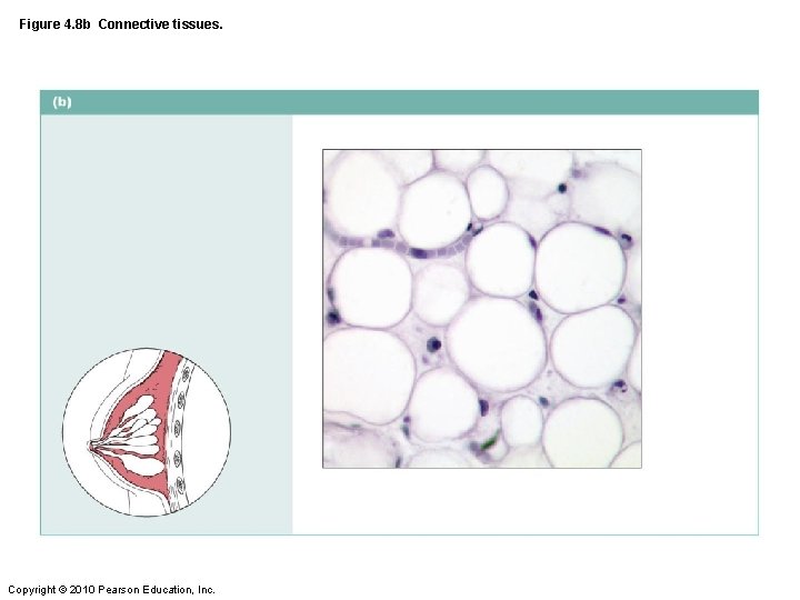 Figure 4. 8 b Connective tissues. Copyright © 2010 Pearson Education, Inc. 