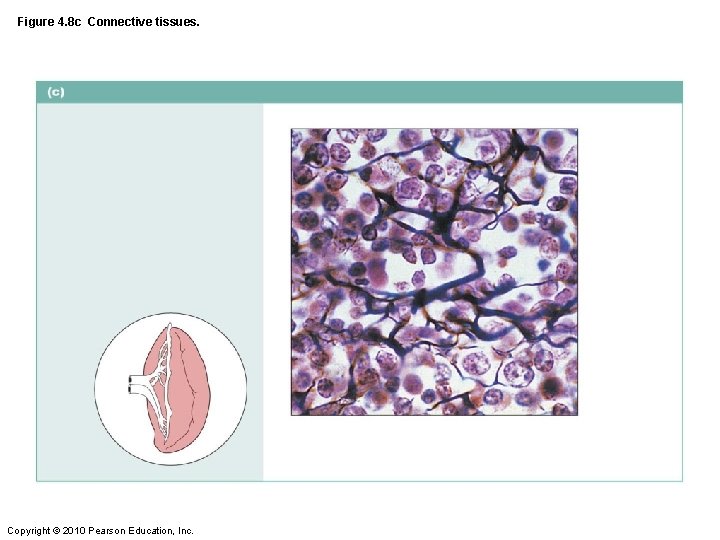 Figure 4. 8 c Connective tissues. Copyright © 2010 Pearson Education, Inc. 