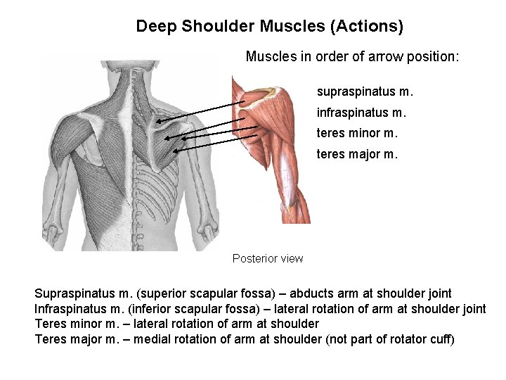 Deep Shoulder Muscles (Actions) Muscles in order of arrow position: supraspinatus m. infraspinatus m.