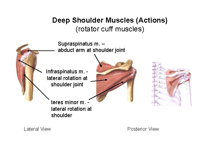 Deep Shoulder Muscles (Actions) (rotator cuff muscles) Supraspinatus m. – abduct arm at shoulder