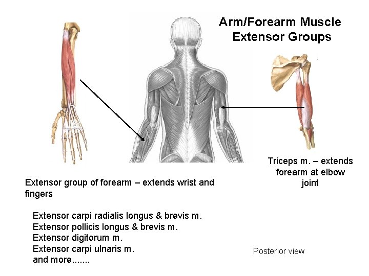 Arm/Forearm Muscle Extensor Groups Extensor group of forearm – extends wrist and fingers Extensor