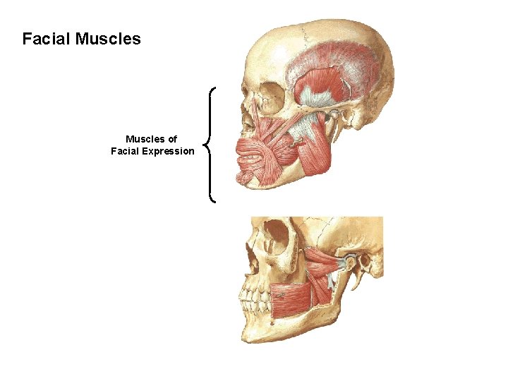 Facial Muscles of Facial Expression 