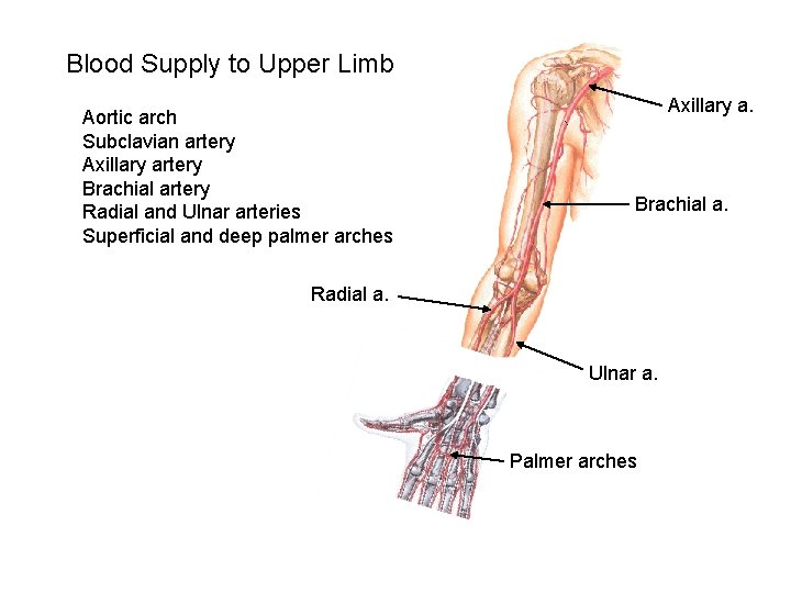 Blood Supply to Upper Limb Aortic arch Subclavian artery Axillary artery Brachial artery Radial