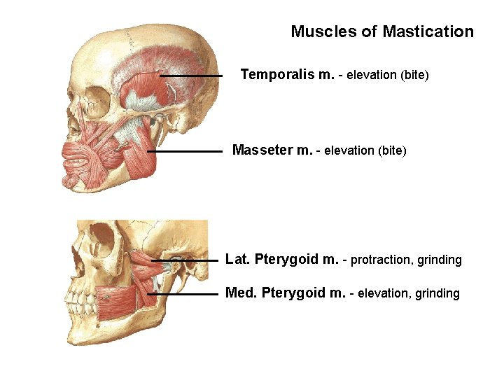 Muscles of Mastication Temporalis m. - elevation (bite) Masseter m. - elevation (bite) Lat.