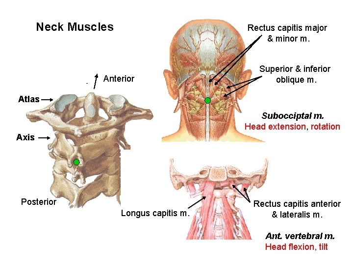 Neck Muscles Rectus capitis major & minor m. Anterior Superior & inferior oblique m.