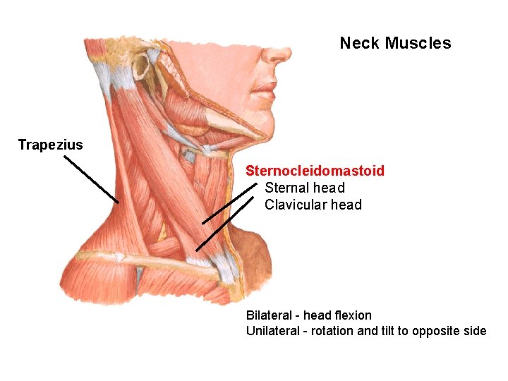 Neck Muscles Trapezius Sternocleidomastoid Sternal head Clavicular head Bilateral - head flexion Unilateral -