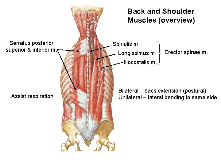 Back and Shoulder Muscles (overview) Serratus posterior superior & inferior m. Spinalis m. Longissimus