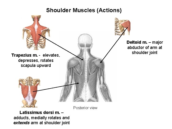 Shoulder Muscles (Actions) Deltoid m. – major abductor of arm at shoulder joint Trapezius