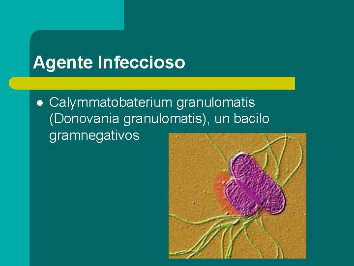 Agente Infeccioso l Calymmatobaterium granulomatis (Donovania granulomatis), un bacilo gramnegativos 