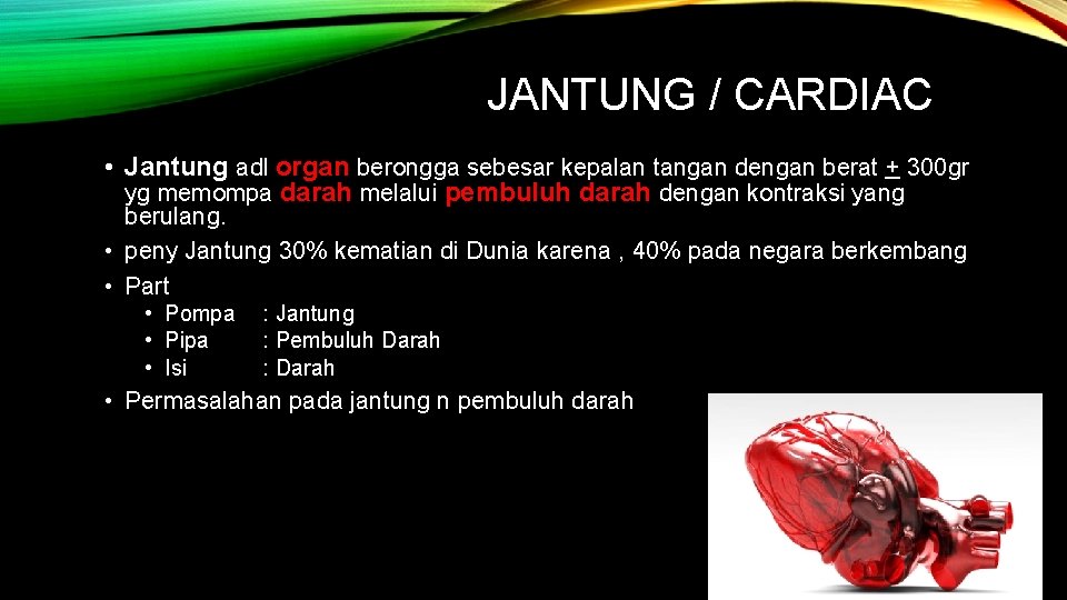 JANTUNG / CARDIAC • Jantung adl organ berongga sebesar kepalan tangan dengan berat +