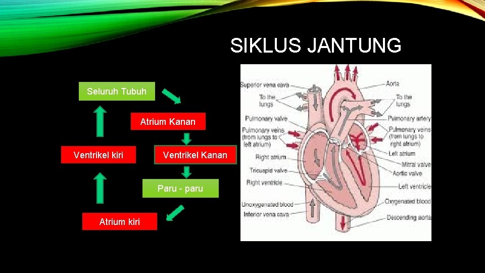 SIKLUS JANTUNG Seluruh Tubuh Atrium Kanan Ventrikel kiri Ventrikel Kanan Paru - paru Atrium