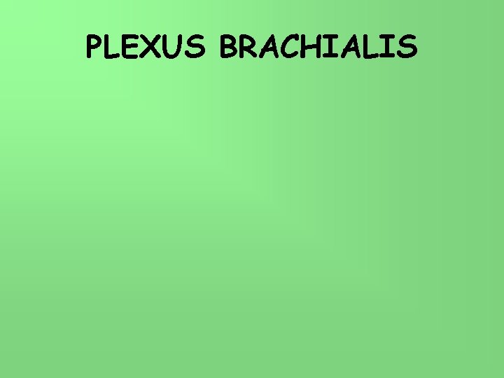 PLEXUS BRACHIALIS 