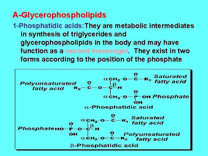 A-Glycerophospholipids 1 -Phosphatidic acids: They are metabolic intermediates in synthesis of triglycerides and glycerophospholipids