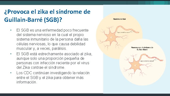 ¿Provoca el zika el síndrome de Guillain-Barré (SGB)? • • • El SGB es