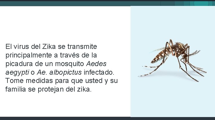 El virus del Zika se transmite principalmente a través de la picadura de un