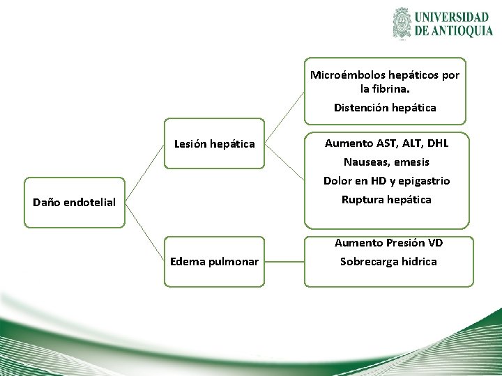 Microémbolos hepáticos por la fibrina. Distención hepática Lesión hepática Daño endotelial Aumento AST, ALT,