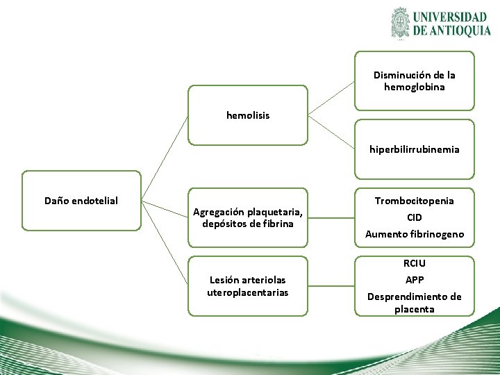 Disminución de la hemoglobina hemolisis hiperbilirrubinemia Daño endotelial Agregación plaquetaria, depósitos de fibrina Lesión